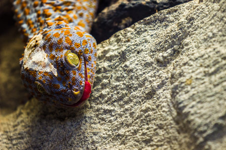 Leopard gecko (Eublepharis macularius) on a rockの写真素材