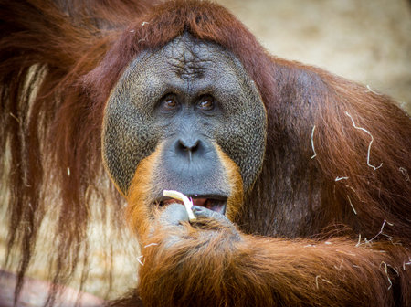 Portrait of a male orangutan (Pongo pygmaeus)の写真素材