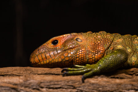 Close up of a lizard on a tree trunk.の写真素材