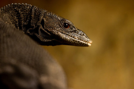 Varanus salvator (Varanus salvator) portraitの写真素材