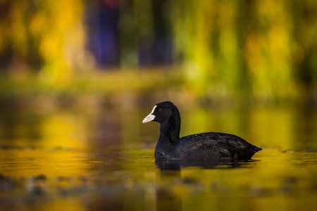 Black coot swimming in the lake with yellow leaves on the backgroundの写真素材