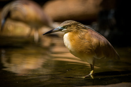 Chinese Pond Heron (Ardeola cinerea) in a pond