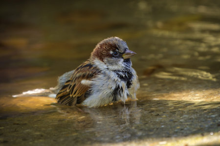 sparrow bathing in a stream on a hot summer day.の写真素材