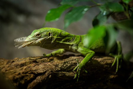 Green water monitor (Varanus salvator) on a branchの写真素材