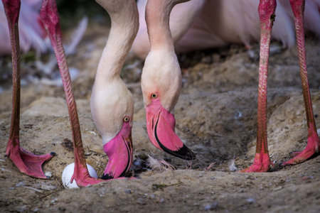 Greater flamingo (Phoenicopterus roseus)の写真素材