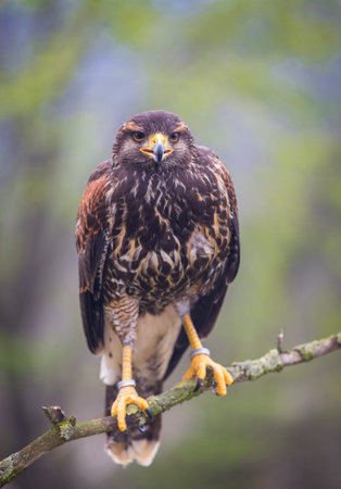 Red-tailed hawk (Buteo jamaicensis)の写真素材