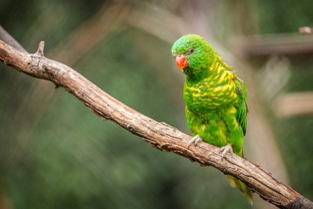 Australian green parrot sitting on a tree branch in the park.