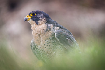 Peregrine Falcon (Falco peregrinus)