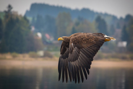 Haliaeetus albicilla, also known as the ern, erne, gray eagle, Eurasian sea eagle and white-tailed...