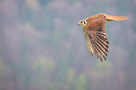 Common Kestrel (Falco tinnunculus) in flight