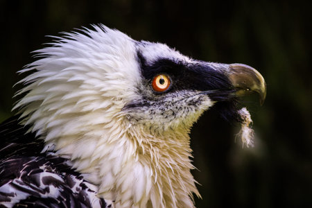 Portrait of a Bald Eagle (Haliaeetus leucocephalus)の写真素材