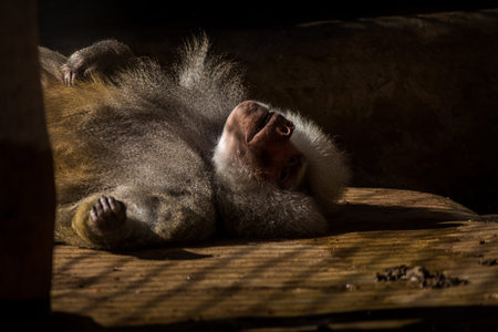 Baboon (Papio cynocephalus) sleeping in the sunの写真素材