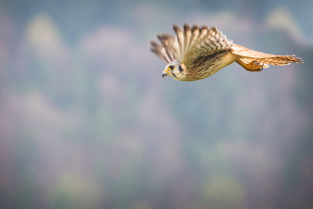 Common Kestrel (Falco tinnunculus) in flightの写真素材