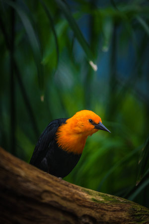Orange-headed Blackbird (Agapornis phoeniceus)