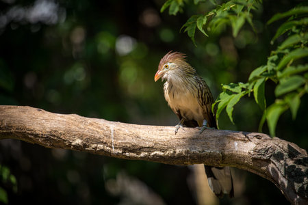 White-crested Babbler bird in nature, Thailand