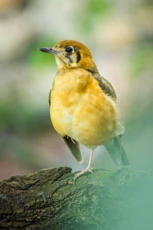 closeup shot of a yellow starling bird on a branch in natureの写真素材