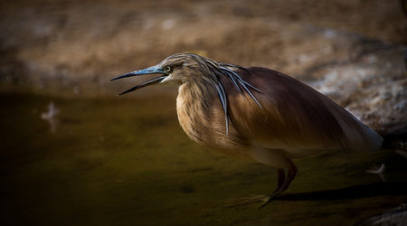 pond heron (Ardeola bicincta)の写真素材