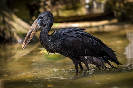 Marabou Stork (Ciconia ciconia)の写真素材