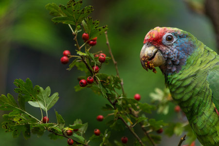 Parrot eating red berries on a branch in the rainforest.の写真素材