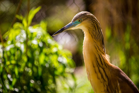 Portrait of a Pond Heron (Ardeola bicolor)の写真素材