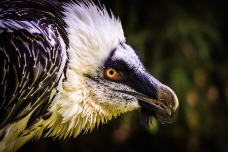 Closeup of a head of a vulture in a zoo.