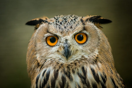 Eurasian Eagle Owl (Bubo bubo) portraitの写真素材