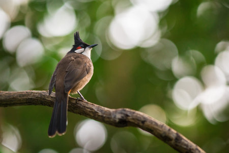 Red-whiskered Bulbul (Pycnonotus goiavier) in natureの写真素材