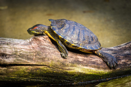 Red-eared slider (Trachemys scripta elegans) on a log
