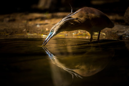 Squacco Heron, Ardeola rufescens, drinking water