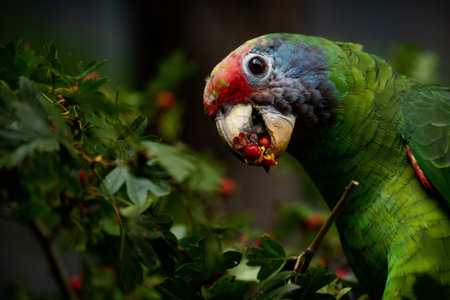 Parrot eating fruits from a tree in the rainforestの写真素材
