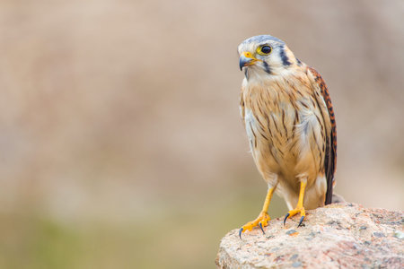 common kestrel (Falco tinnunculus) perched on a rockの写真素材