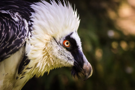Portrait of a white and black African vulture (Gyps fulvus)の写真素材