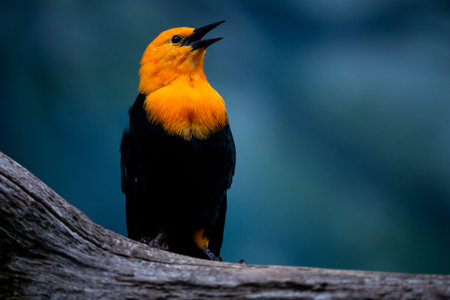 Orange-headed Blackbird (Aethopygia javanica)の写真素材
