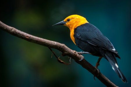 Black and yellow bird perching on a branch in the forest.