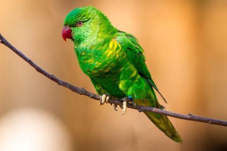 Green parrot sitting on a branch with bokeh background.の写真素材