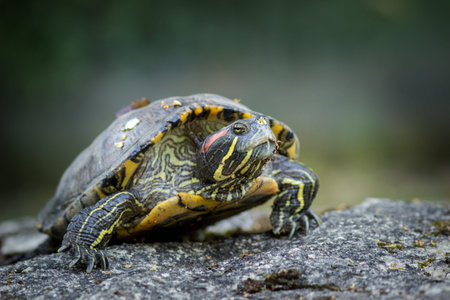 Red-eared slider (Trachemys scripta elegans)