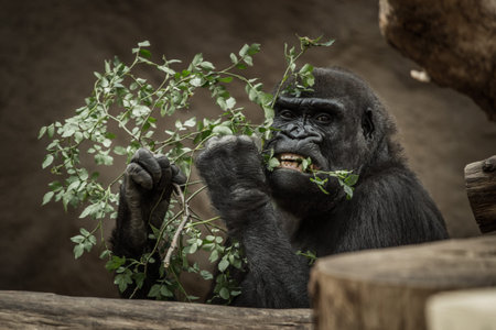 Portrait of a gorilla eating a branch of a tree in a zooの写真素材