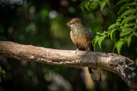 Red-billed Bulbul (Pygmy Bulbul)の写真素材
