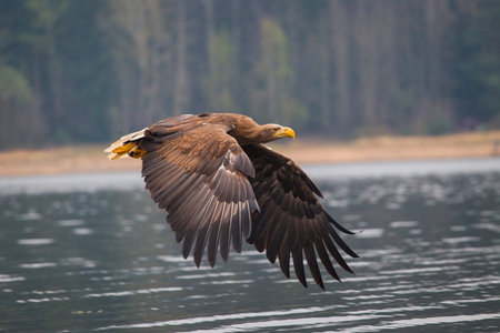 White-tailed eagle in flight. Scientific name: Haliaeetus albicilla, also known as the ern, erne, gray eagle, Eurasian sea eagle and white-tailed sea-eagle.の写真素材