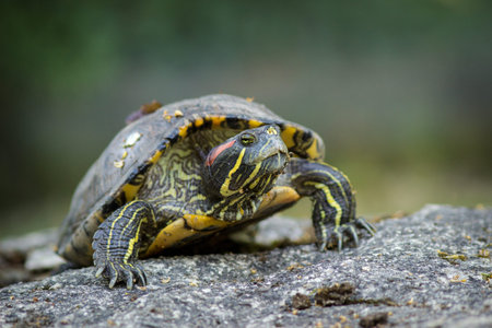 Red-eared slider (Trachemys scripta elegans) on a rock