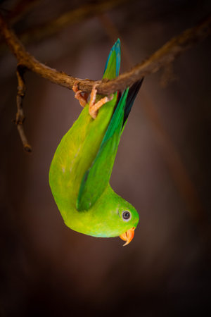 Beautiful green parrot sitting on a branch in the forest.の写真素材