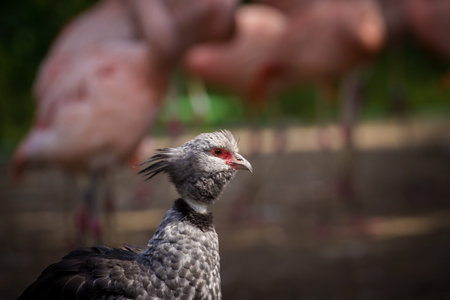 Portrait of a stork on a farm with pink flamingos