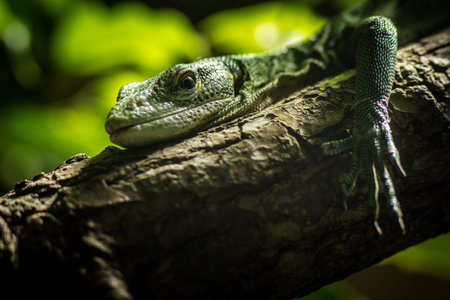 Close up of a green lizard on a tree in the forest.の写真素材