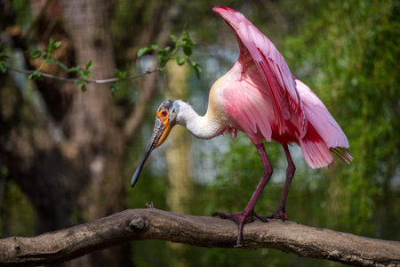 Roseate spoonbill (Platalea ajaja)