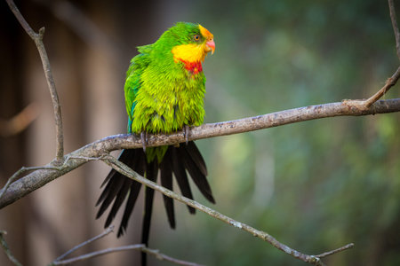 Colorful parrot perched on a tree branch in the rainforest