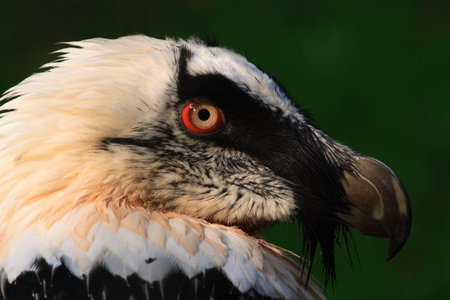 Portrait of a white-headed vulture with red eyes.の写真素材