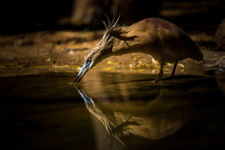 Heron with reflection in the water,Thailand,selective focus