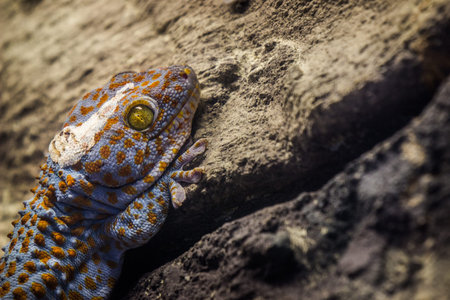 Close-up of a leopard geckoの写真素材