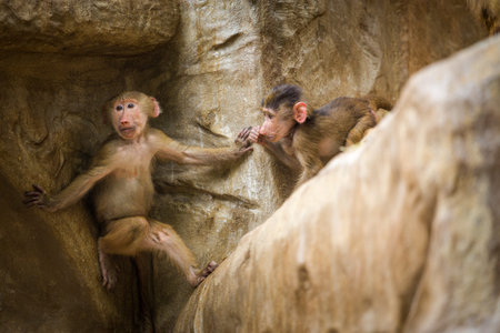 Monkey family playing in the cave at the zoo, Khao Yai National Park, Thailandの写真素材
