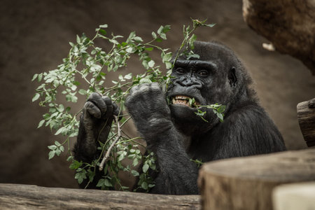 gorilla eating a branch of a tree, closeup of photo